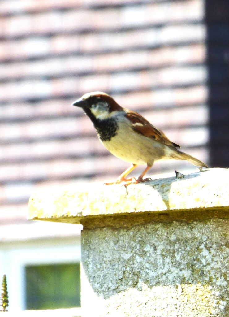 Sparrow!  by beryl