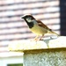 Sparrow! 