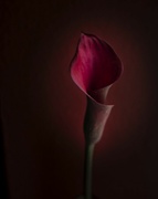 28th May 2023 - Red Calla Lily