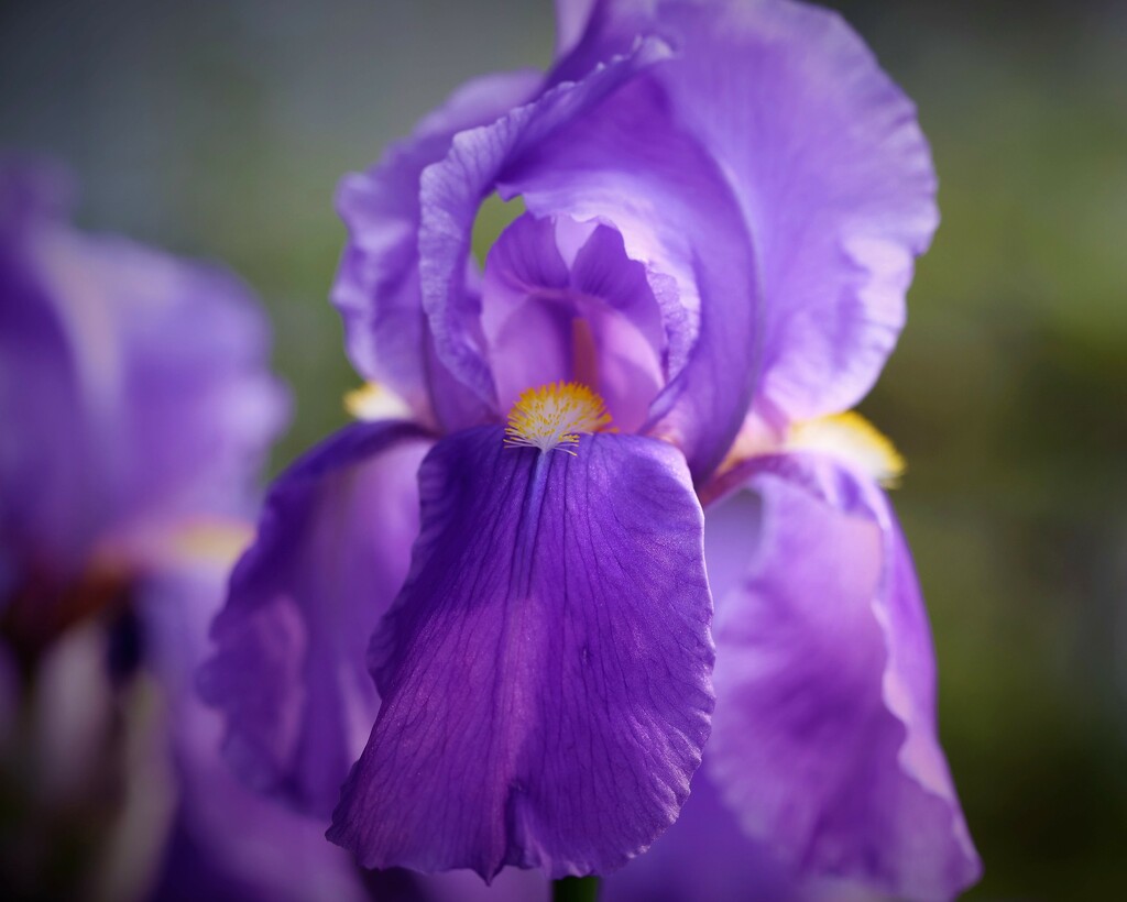 Bearded Iris by lynnz
