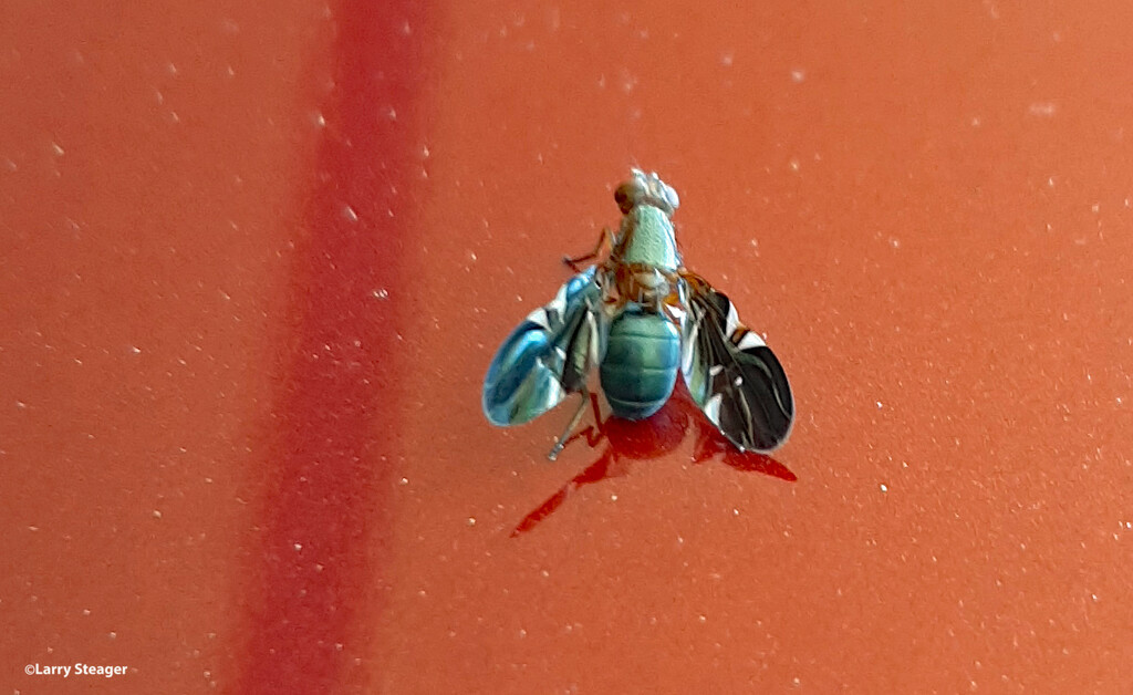 Fruit fly by larrysphotos