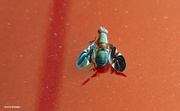 28th May 2023 - Fruit fly