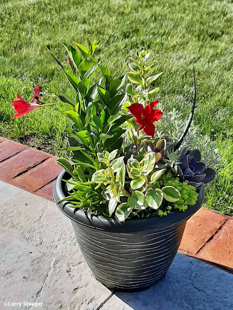 Patio plant pot by larrysphotos