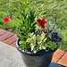 Patio plant pot