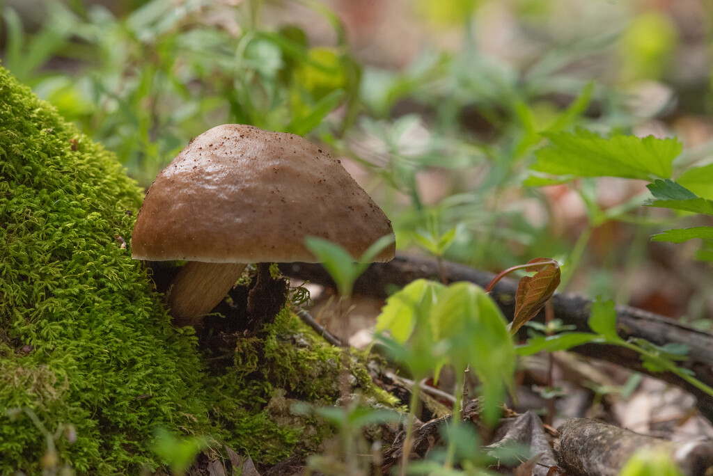 Mushroom in the woods by mistyhammond