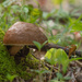 Mushroom in the woods by mistyhammond