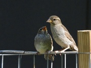 28th May 2023 - mrs. sparrow and junior