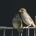 mrs. sparrow and junior