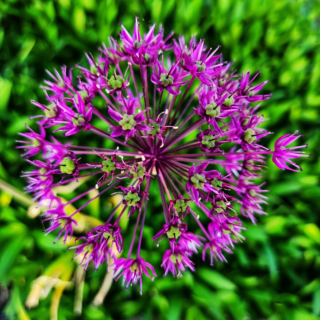 Allium from above by ljmanning