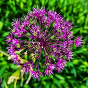 28th May 2023 - Allium from above