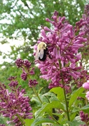 28th May 2023 - Lilac Bush with Visiting Bee