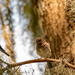 Bluebird Adult and I Think One of Their Babies!
