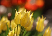 7th May 2023 - Cheery Tulips