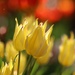 Cheery Tulips by lynnz