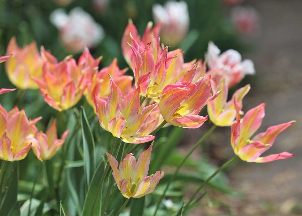 Magic Tulips  by lynnz