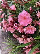 28th May 2023 - Oleander