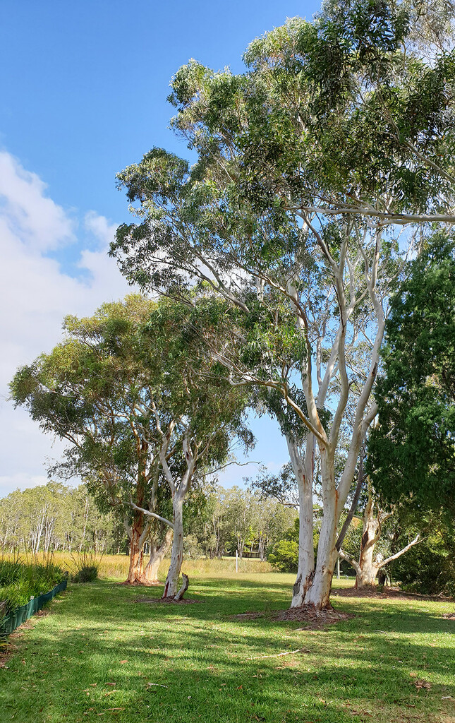 Scribbly Gum Tree by onewing