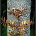 Kauri Tree by dide