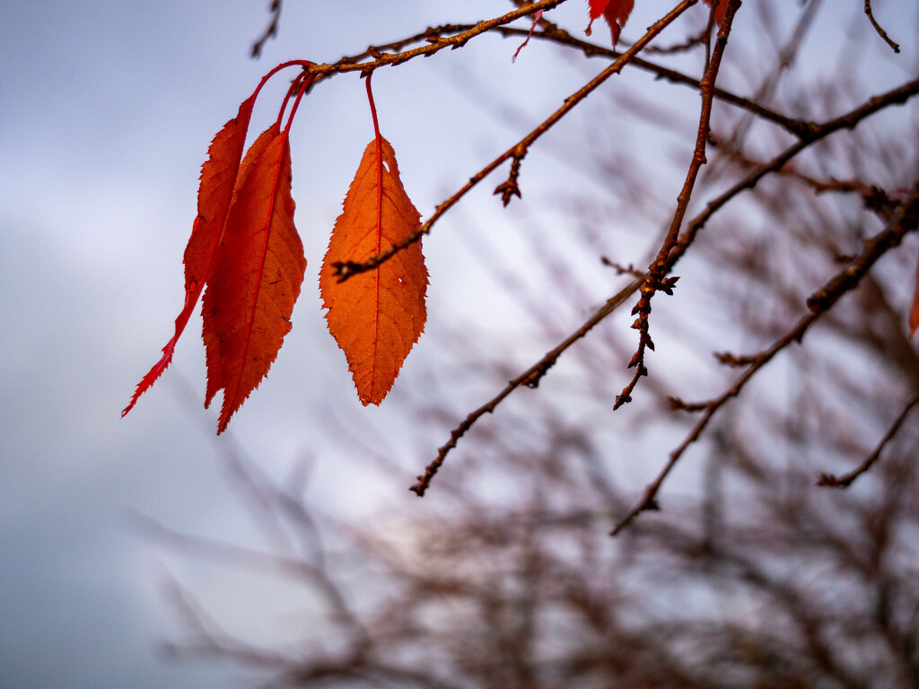 Autumn by christinav