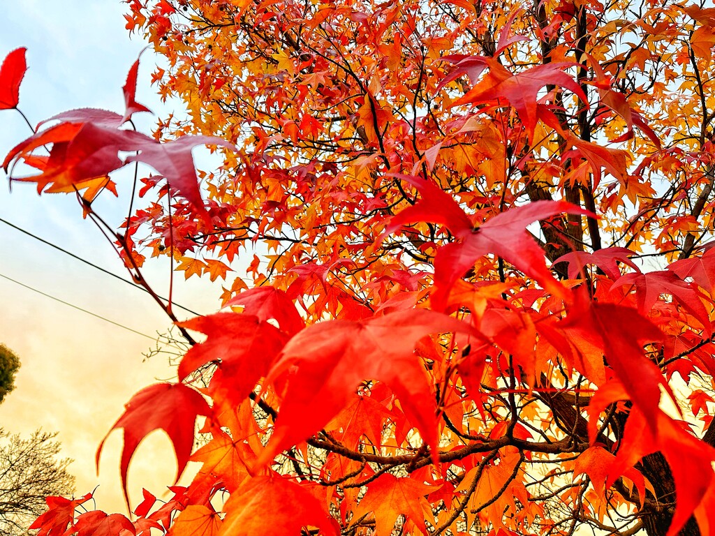 Autumn colour by pusspup