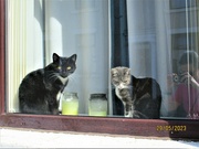 30th May 2023 - Cats in a window. Victoria Street.