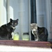 Cats in a window. Victoria Street. by grace55