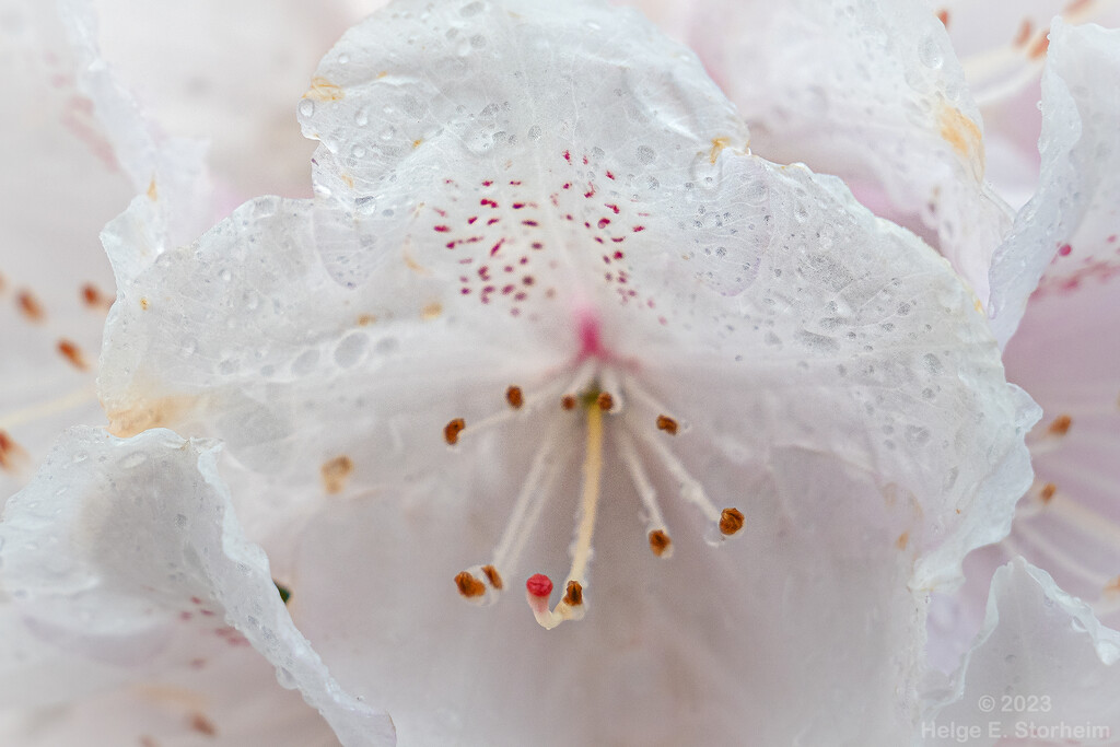 Hi-key close-up of rhododendron by helstor365