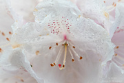 29th May 2023 - Hi-key close-up of rhododendron