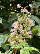 29th May 2023 - Horse Chestnut