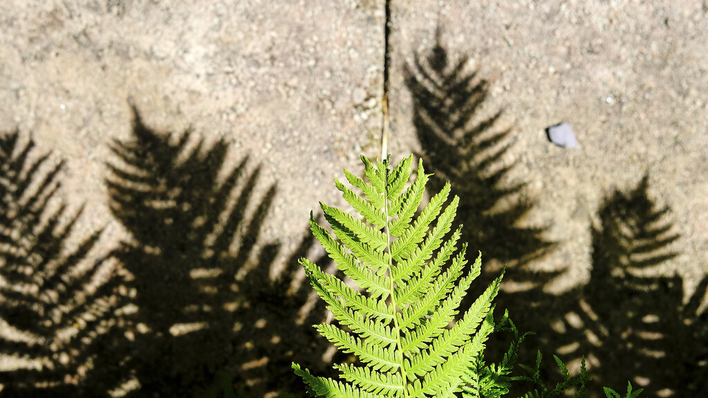 fern shadows  by kametty