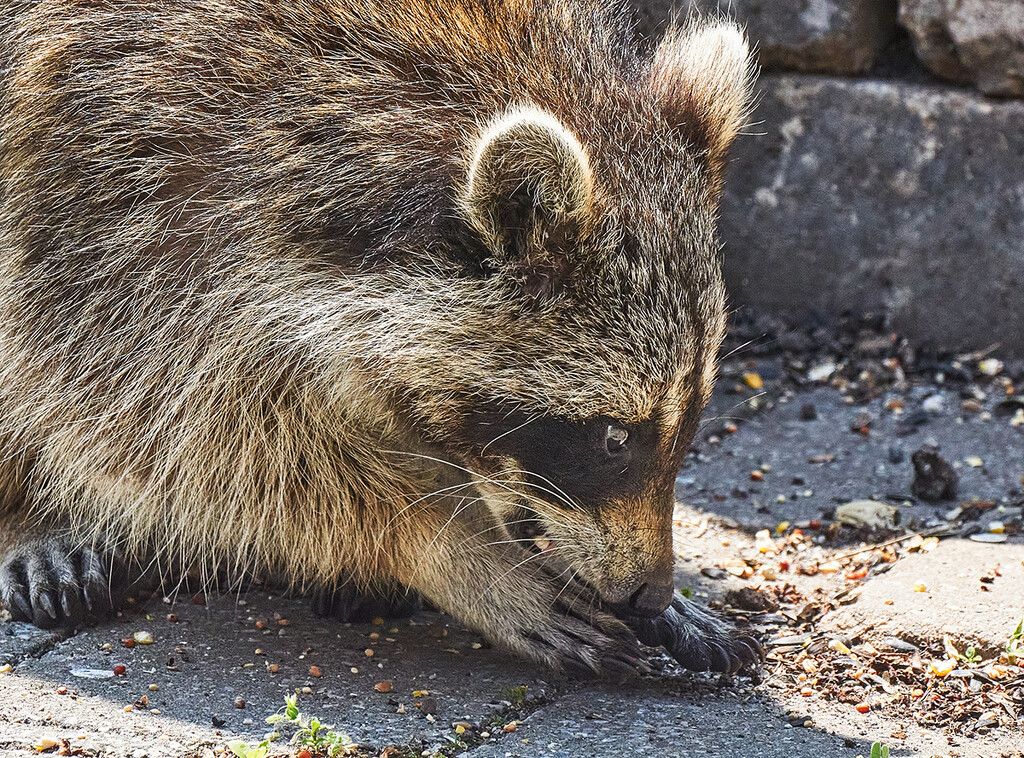 Raccoon Gathering Seeds by gardencat
