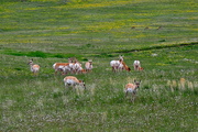 28th May 2023 - Where the Deer and the Antelope Play