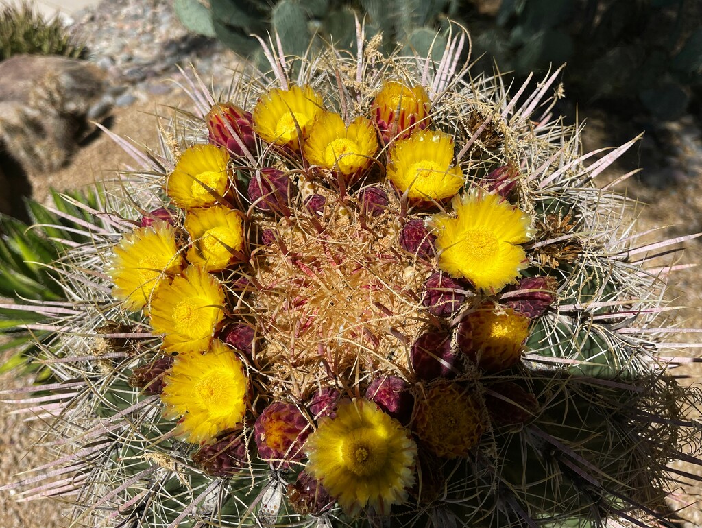 May 27 Barrel Cactus flowers by sandlily