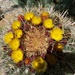 May 27 Barrel Cactus flowers