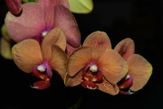 27th May 2023 - May 27 Orchids