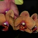 May 27 Orchids