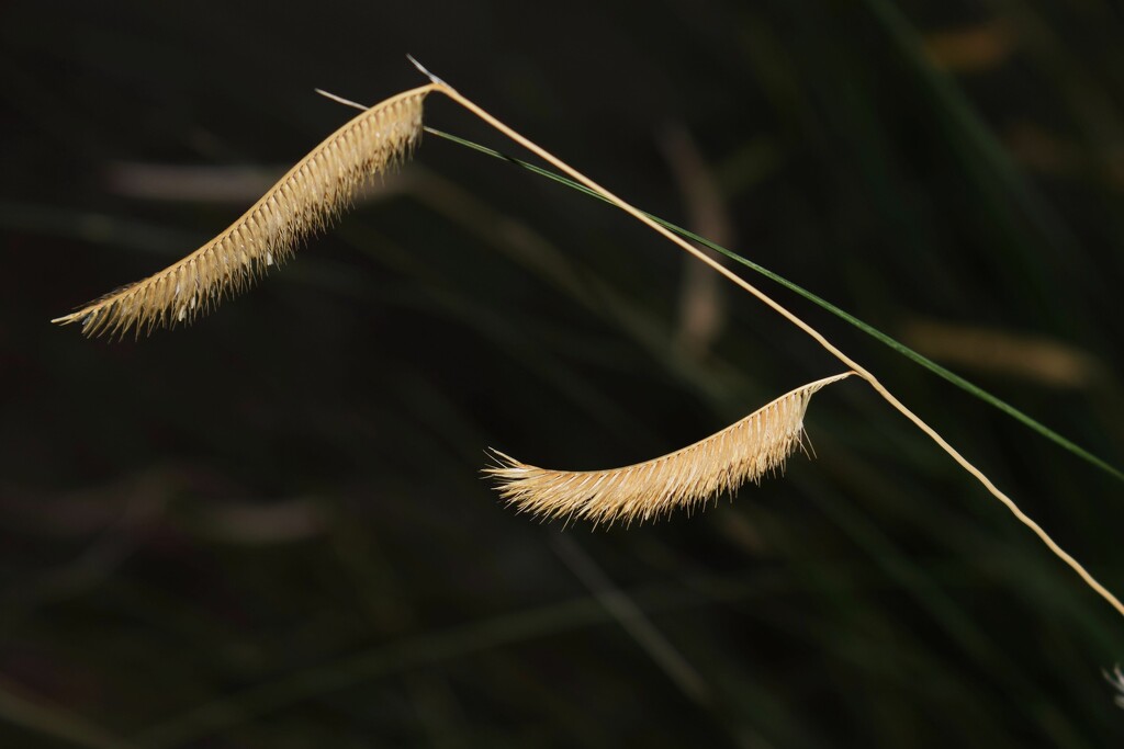 May 27 Ornamental grass seedheads by sandlily