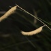 May 27 Ornamental grass seedheads