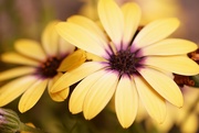 27th May 2023 - African daisy.....