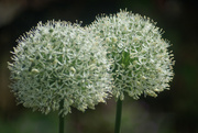 29th May 2023 - Alliums