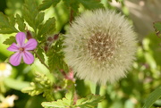 13th May 2023 - Herb Robert and dandelion......
