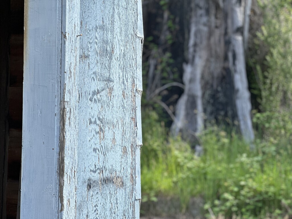 Garage/redwood stump by pandorasecho