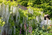29th May 2023 - Wall of Wisteria