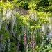 Wall of Wisteria