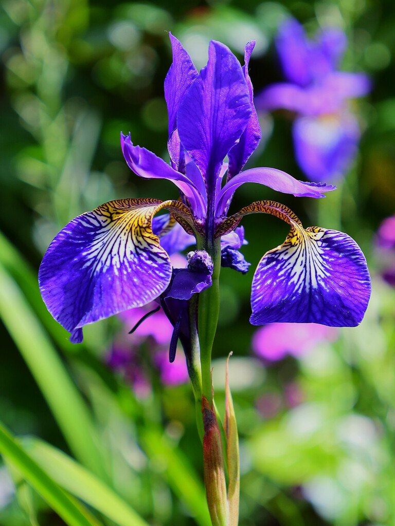 Iris in Peters garden.........773 by neil_ge
