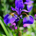 Iris in Peters garden.........773 by neil_ge