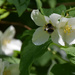Philadelphus