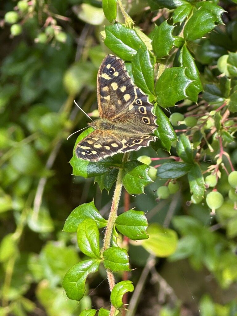 Speckled Wood Butterfy by wendystout