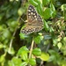 Speckled Wood Butterfy