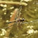The Four Spotted Chaser